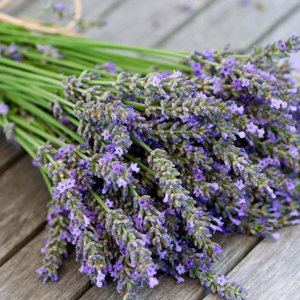 Lavender Pocket Mini